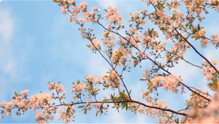 White tree blossoms against a blue sky background